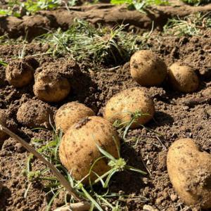 제주 감자 강원도 수미감자 햇감자 국내산 분감자 2kg 3kg 2025년 햇감자 - 무료배송 이벤트