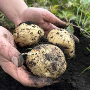 제주 감자 강원도 수미감자 햇감자 국내산 분감자 5kg 2025년 햇감자 - 무료배송 이벤트