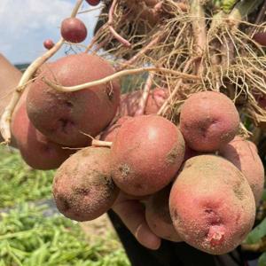 산지직송 카스테라 감자 홍감자 햇감자 포슬포슬 자색감자 분감자 3kg 25년 햇감자 - 무료배송 이벤트