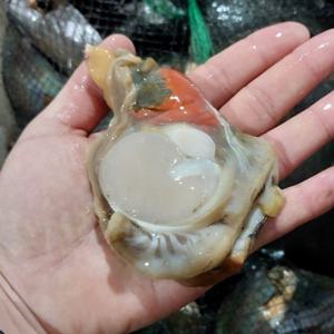 생물 키조개 키조개관자 조개구이  1kg(8~14미) 껍질손질 / 배송비 무료 이벤트(2)