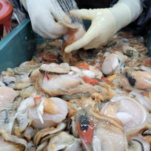 생물 키조개 키조개관자 조개구이  1kg(8~14미) 껍질손질 / (신선집중) 특별 할인 가격