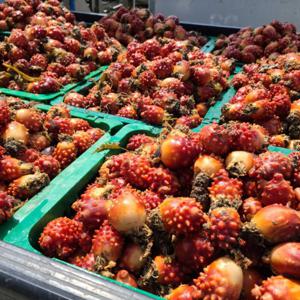 활멍게 멍게 멍개 깐멍게  (활멍게 2kg) / (깐멍게 400g) / 배송비 무료 이벤트