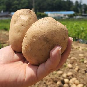 국내산 친환경 무농약 신선한 국내산 감자 중3kg