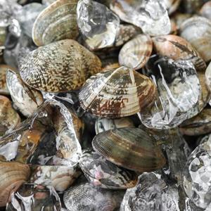 국내산 바지락 참바지락 1kg (신선집중) / 수량 한정 특별 할인 판매 중