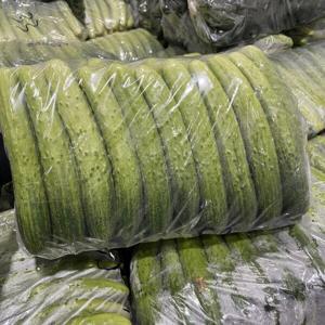 국내산 싱싱한 오이지 오이 50개내외 오이소박이 백다다기 백오이 피클용 소백이 오이지용 피클용