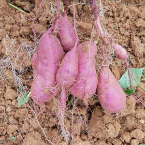 해남 고구마 꿀고구마 베니하루카 대왕 5kg  최저가 행사 진행/무료배송 이벤트