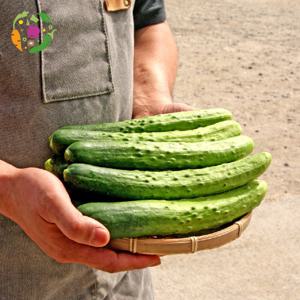 대아프레시 야채 아저씨네 초록 싱그러운 국내산 백오이 30개입