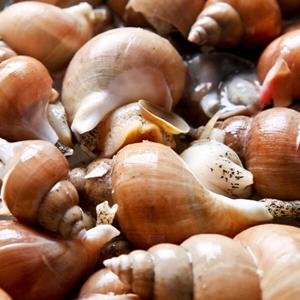 산지직송 자연산 백고동  1kg 백골뱅이 당일조업