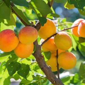 산지직송 햇 노지 살구 500g 외 택1 2025년 햇 살구 제철과일