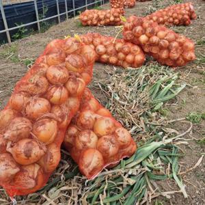 KJP마켓 25년 달콤한 양파 햇양파 10kg 국내산 신선한