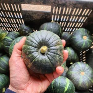 제주도 미니 밤호박 보우짱 단호박 못난이 3kg