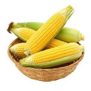 고당도 초당옥수수 국내산 20개입 로얄사이즈 경남 의령 프리미엄 초당옥수수 2025 햇옥수수 판매개시