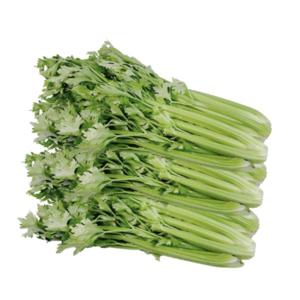 산지직송 신선한 국내산 샐러리 셀러리 3kg