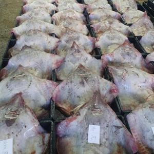 KJP 국내산 홍어 500g 흑산도 목포에서 잡은 100% 국산홍어 /27일까지 무료배송 특별할인