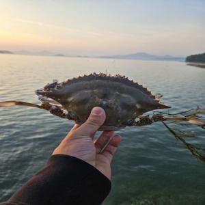 국내산 제철 꽃게 활 숫꽃게 1kg(2-5미) 가을 꽃게 찜 탕 게장 라면 캠핑 연말 파티