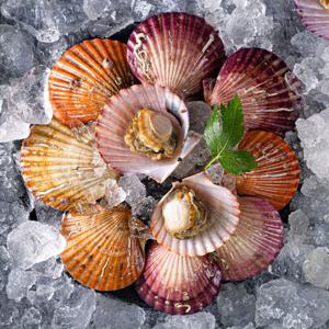 통영직송 홍가리비 2kg 활 가리비 통영산지 당일직송