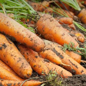 당근 흙당근 햇당근 국내산 당근주스용  경남강원혼합당근 / 10kg 못난이 쥬스용 / 5kg (요리용) 중 상 특