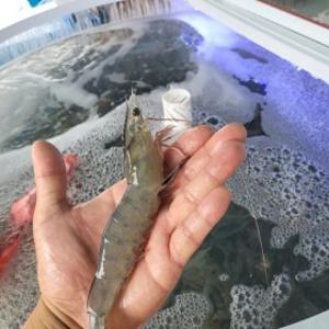 (신선집중)  국내산 제철 흰다리 통통한 왕새우 생물 활새우 대 1kg(32미내외)