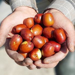 충북 보은 신부식님의 생대추1kg