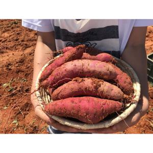 국내산 꿀 밤 고구마 3kg 25년 햇 고구마 출하시작