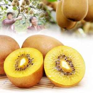 골드키위 국내산 골드키위 3kg(55과이상)소과/쥬스용