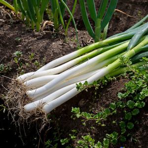 대아프레시 야채 아저씨네 파릇파릇 신선한 국내산 대파 10kg