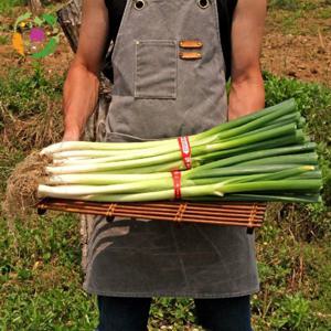 대아프레시 야채 아저씨네 파릇파릇 신선한 국내산 대파 5kg