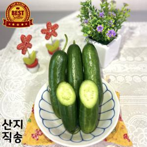 해들애 미니오이 500g/1kg/2kg(1kg 대 기준) 수분가득 아삭오이 미니오이 등산 캠핑용