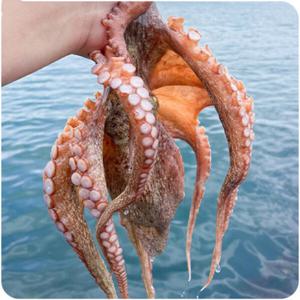 통영 자연산 남해 활문어 돌문어 1kg (2-4미)