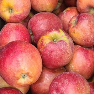 감홍사과 경북사과 햇 못난이 가정용 사과 5kg 중과 대과 / (과수) 대략 1kg 당 중과 5-6과 대과 3~4과