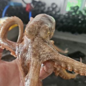 (신선집중) 국내산 활 돌문어 1kg (1~3미내외) 남해안 문어