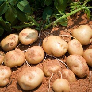 수미감자 특5kg햇감자 알감자 홍감자 포슬포슬 카스테라 강원도감자 분감자 /27일까지 특별할인 +무료배송