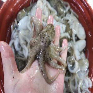 국내산 제철 주꾸미 1kg / 가을 주꾸미 / 매일매일 당일 수매 / 15~20미 내외 / 주꾸미 샤브 / 활 쭈꾸미