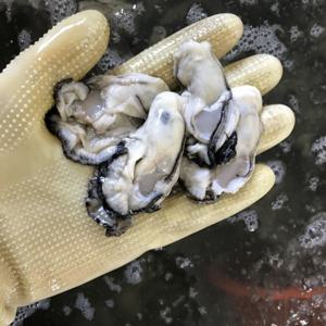 당일채취 통영 생굴 2kg (1kgx2팩) 햇굴 겨울 보양식 산지직송 깐굴 깔끔 손질 세척