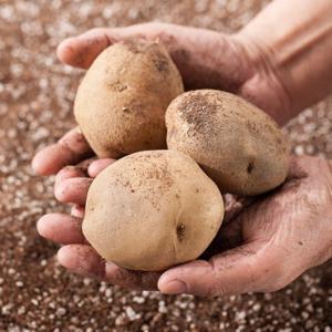 [맛딜] 포슬포슬 국내산 햇 감자 10kg 대