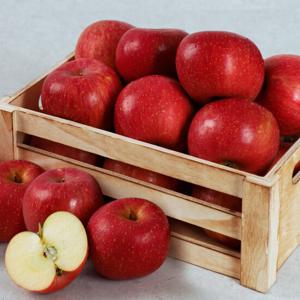 [오늘아침사과] 25년 햇 오늘아침 알뜰사과 3kg 12-18과