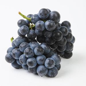 [산정마을] 씨없는 포도 프리미엄 고당도 거봉 캠벨 충랑포도 2kg(특/3-4과)