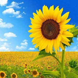 하루클래스 보석십자수 DIY 액자형 캔버스 해바라기 (W9E5961)