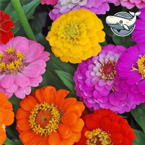 여름 원예 화단 조성용 야생화 꽃씨 백일홍 (WFHKISK)