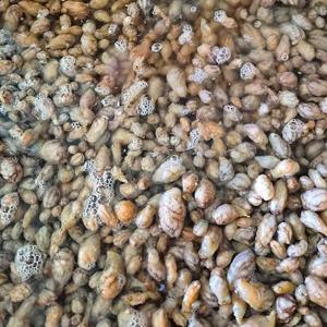 제철 해산물 생물 오만둥이 1kg