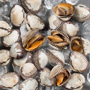 당일조업 보성 벌교여자만 새꼬막 특품 2kg