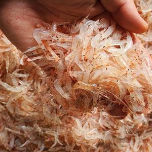 [씨토랑]인천 소래포구 김장용 생새우 1kg/급냉 김장새우 동백하