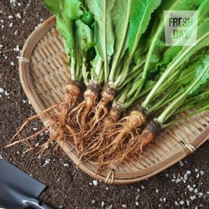 [프레시데이] 국내산 제철나물 황토밭 생 고들빼기 김치용 3kg