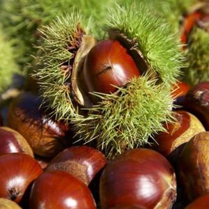 하동 알밤 10kg-특