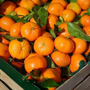 [과일꾼]새콤달콤 제주 직송 햇 노지 감귤 10kg 중과(L)