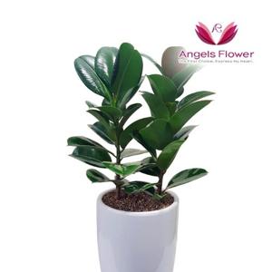 엔젤스플라워 고무나무 중형 관엽식물 공기정화 전국 꽃배달서비스