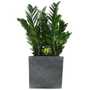 [젠틀맨플라워] 금전수 [GN,1039] [공기정화식물/관엽식물/화분배달/개업화분추천/창업선물/개업선물/이