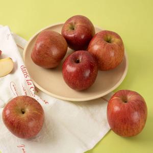 갓 수확한 홍로 햇사과 못난이 쥬스용 3kg