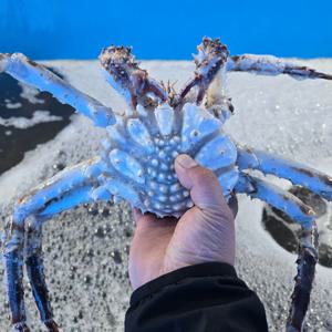[푸디앤] 북해도 알배기 레드 킹크랩 1.5kg 1미 / 수율 80%내외 가장 맛좋은 시기의 알배기 킹크랩