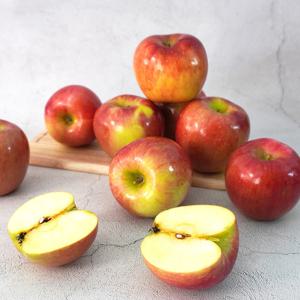 [더조은] 아리수 사과 가정용 5kg 19-21과